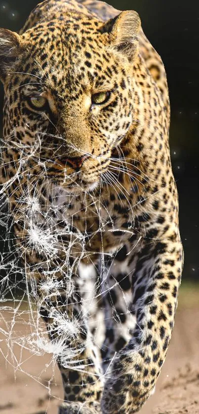 Dynamic leopard running wallpaper for mobile.