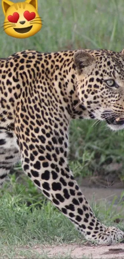 Leopard walking on grass with a heart-eyed emoji.