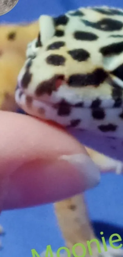 Close-up of a vibrant leopard gecko on a blue background.