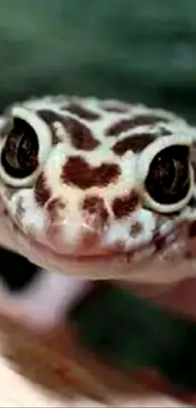 Close-up of a leopard gecko on a natural background.