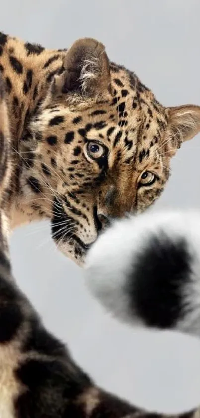 Majestic leopard wallpaper with gray background, showcasing its elegant spotted fur.