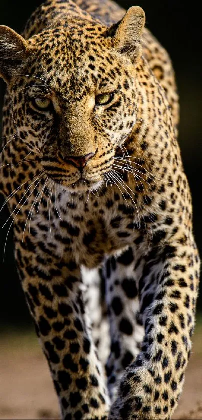 Leopard confidently walking forward, showcasing its grace and power as a mobile wallpaper.