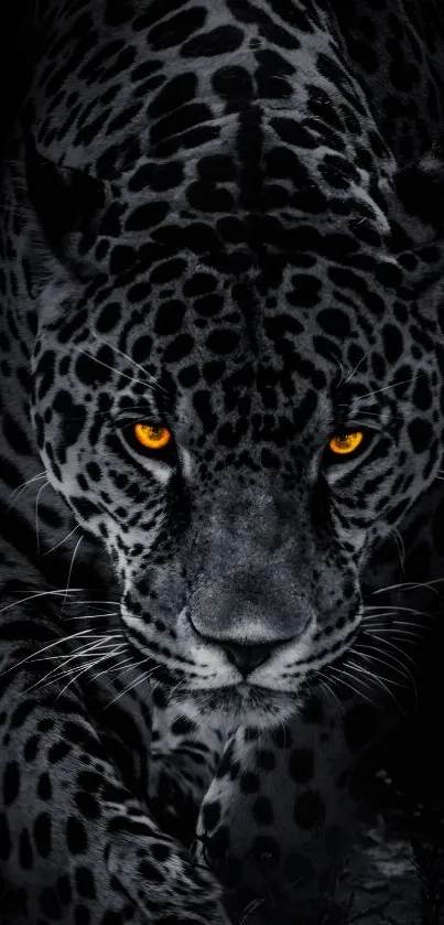 Close-up of a leopard with glowing eyes on a dark background.