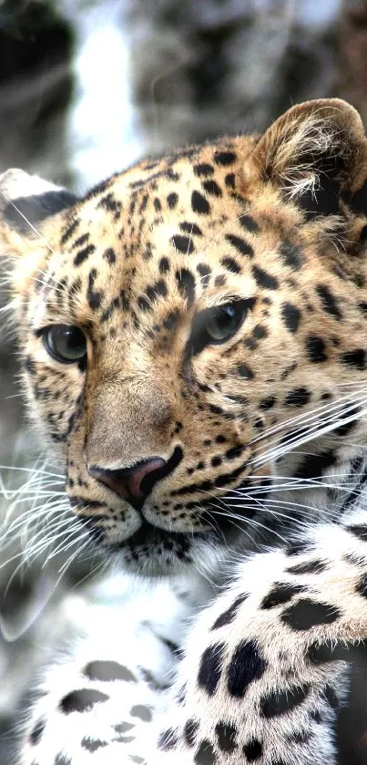 Close-up of a leopard resting with a blurred forest background.