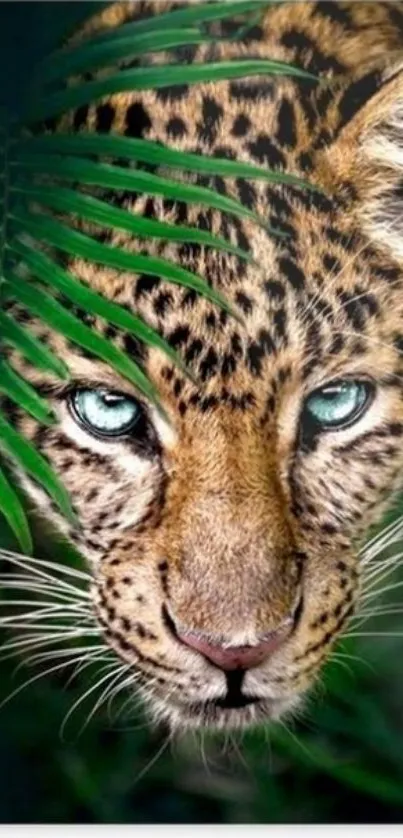 Close-up of leopard with green leaves in jungle setting.