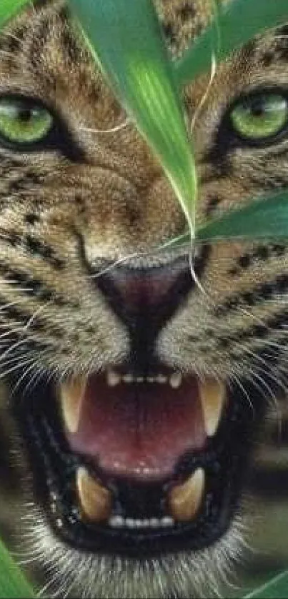 Leopard showing sharp teeth in green foliage.