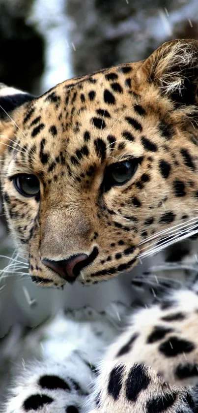 Close-up of a leopard with a focused gaze, surrounded by natural habitat.