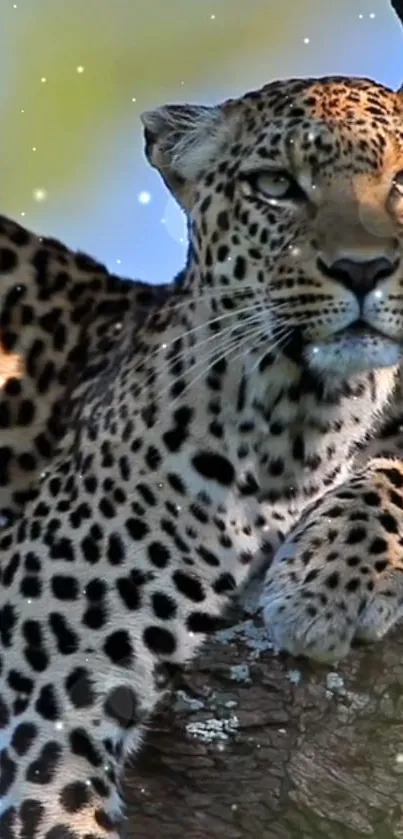 Majestic leopard resting on a tree with a natural backdrop.