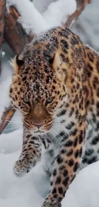 Majestic leopard walking in snowy forest, showcasing nature's beauty.