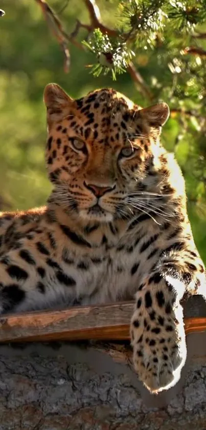 Majestic leopard basking in sunlight in a lush green forest setting.