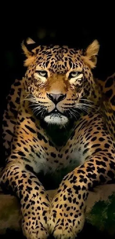 Majestic leopard resting in jungle darkness.