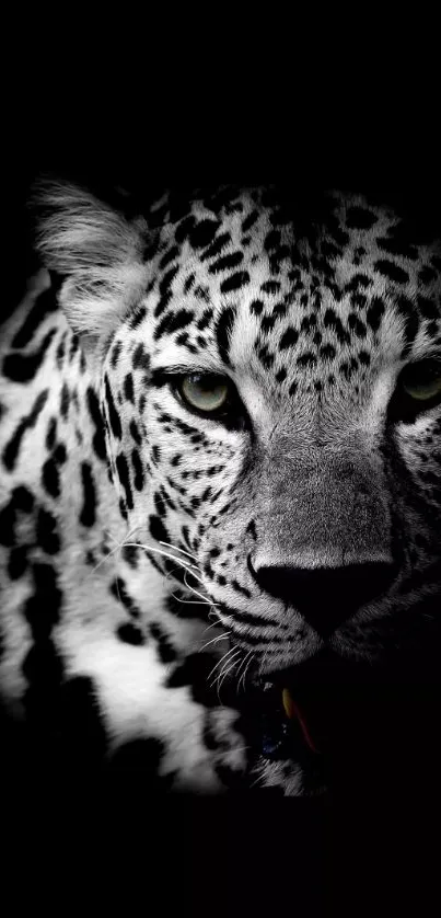 Majestic leopard in shadow on black mobile wallpaper.