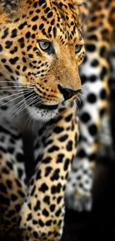 Majestic leopard in a wild pose against a dark background, perfect for mobile wallpaper.