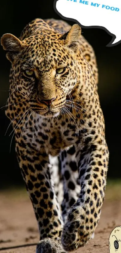 Leopard walking in the wild with a cartoon speech bubble.