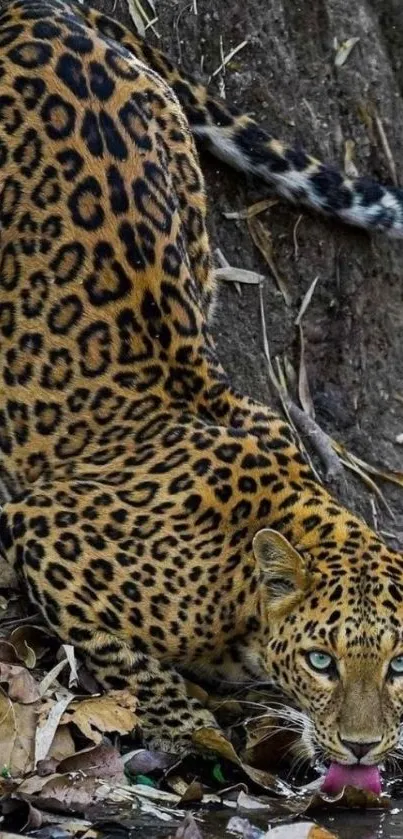 Leopard drinking water in a jungle setting, surrounded by dry leaves.