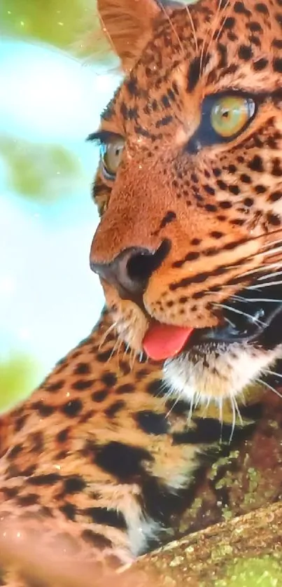 Majestic leopard relaxing in a tree.