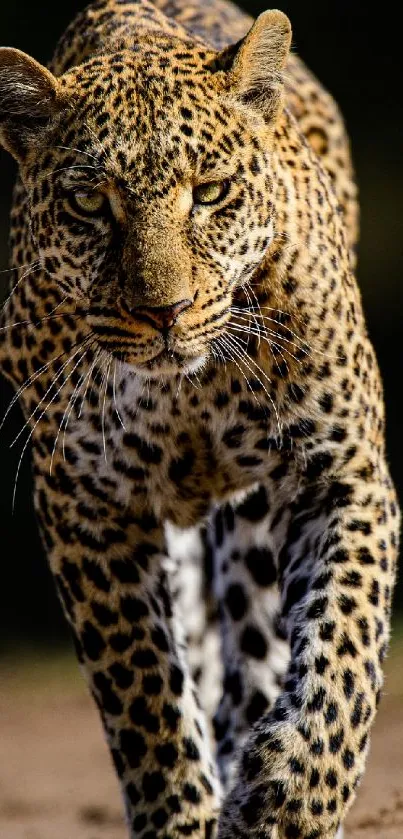 Majestic leopard prowling in natural habitat, perfect for mobile wallpaper.