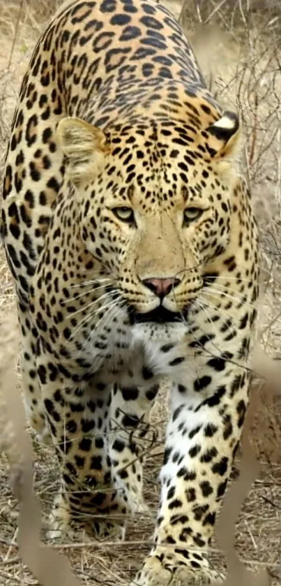 Stunning leopard prowling through a natural wilderness setting.