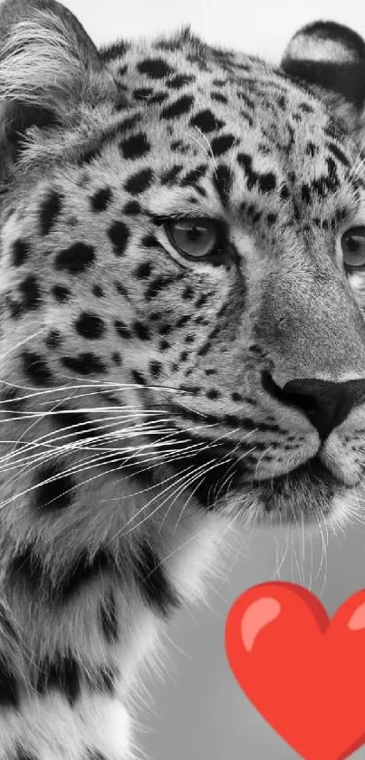 Black-and-white leopard with red heart accent.