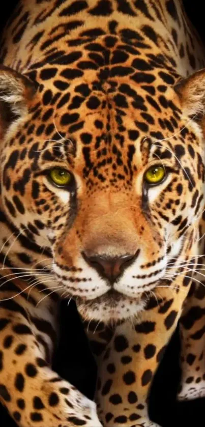 Majestic leopard on black background, intense gaze.