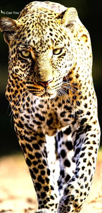 Majestic leopard walking in natural habitat, ideal for mobile wallpaper.