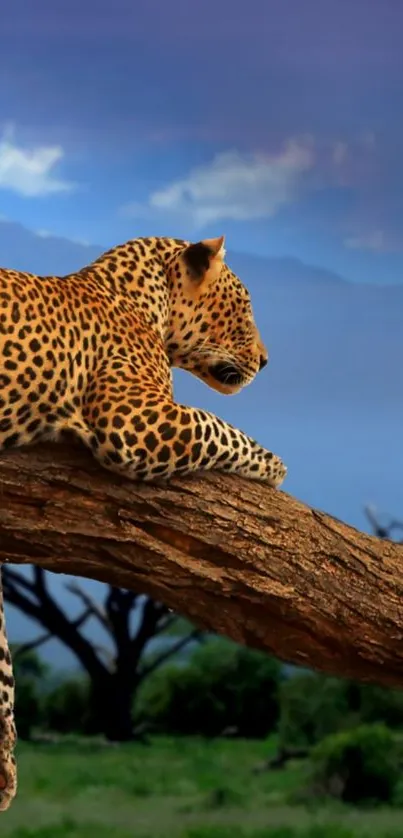 Leopard resting on tree with Mount Kilimanjaro in background.