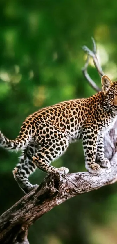 Leopard standing on a tree branch in a lush green jungle.