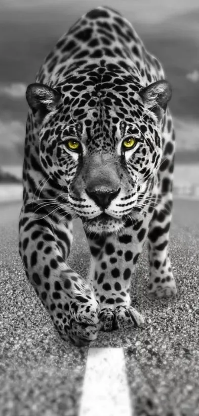 Black and white leopard with yellow eyes walking on a road.