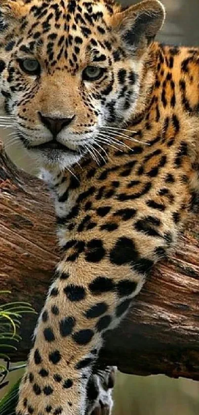 A majestic leopard lounging on a tree branch with striking spotted fur.