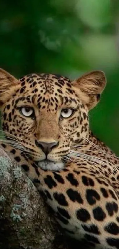 Majestic leopard resting on tree branch in a lush green forest.