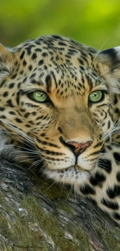 Majestic leopard resting on a tree with vibrant green eyes and natural surroundings.