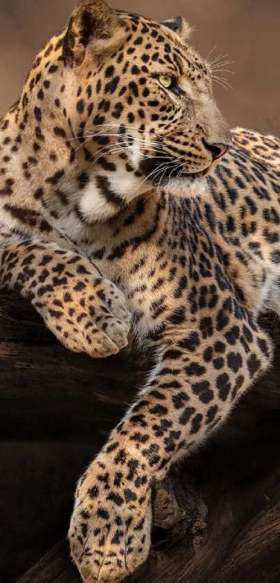 Leopard resting gracefully on a tree, showcasing its beautiful spotted fur.