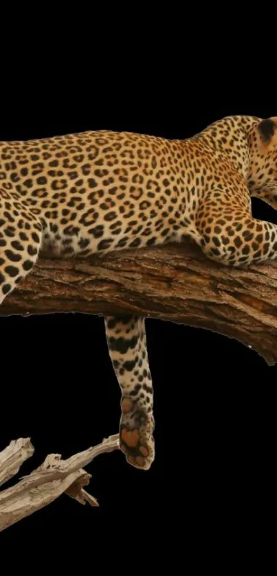 Leopard lying on a tree branch against a black background.