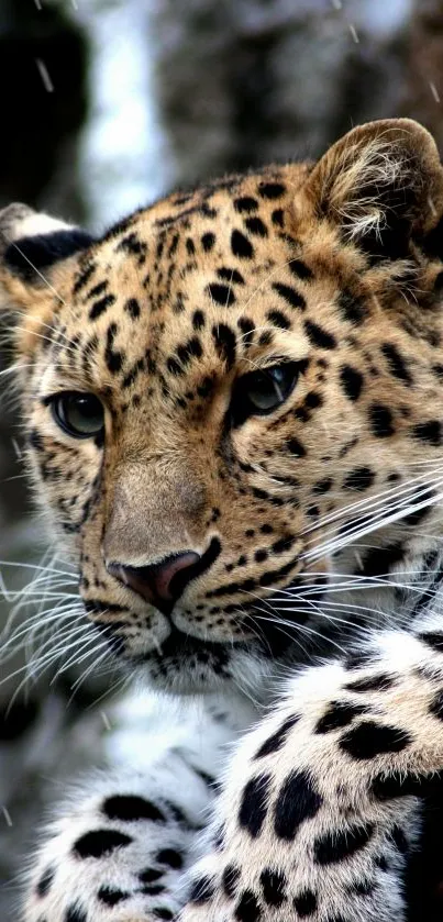 Close-up of leopard's face, showcasing its spots and intense gaze.