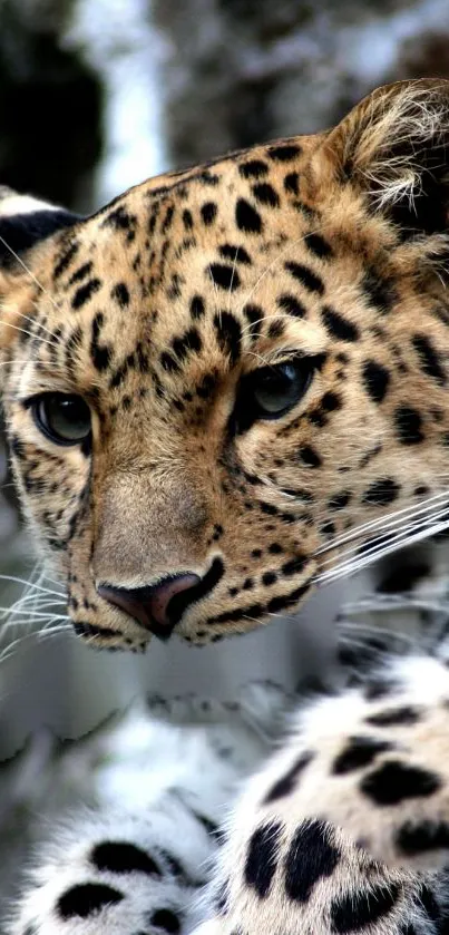 Close-up of a leopard with detailed spots and golden fur.