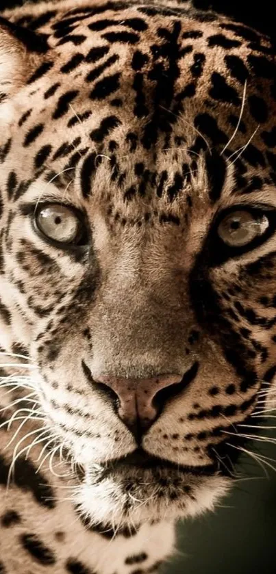 Close-up leopard portrait on dark background.