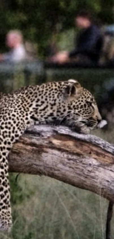 Leopard resting peacefully on a tree log in a lush green wilderness.