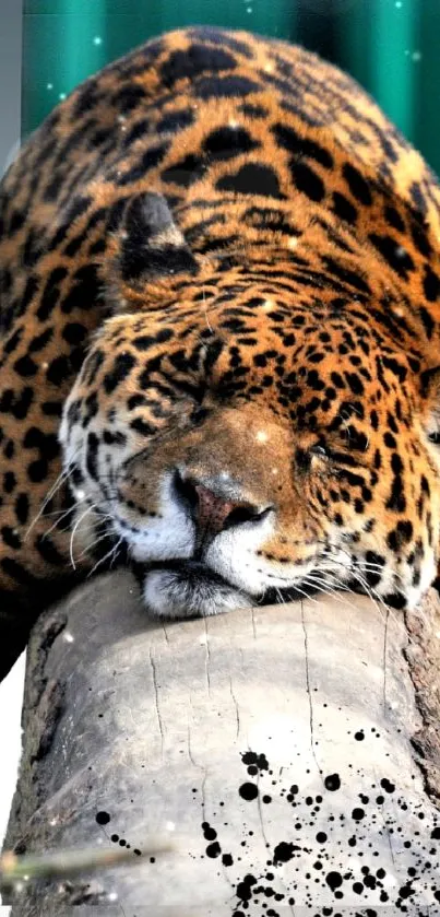 Leopard resting peacefully on a log with a gradient background.