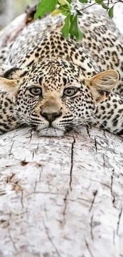 Leopard lying on a tree in a serene forest setting.