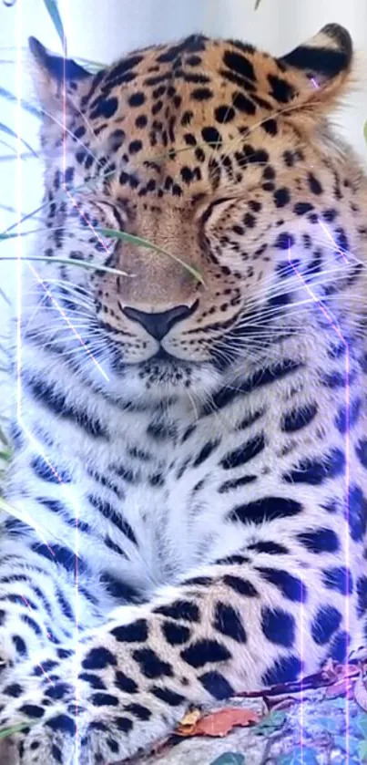 Leopard relaxing with neon lights on mobile wallpaper.