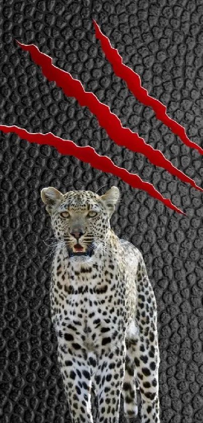 Leopard on black with red claw marks wallpaper.