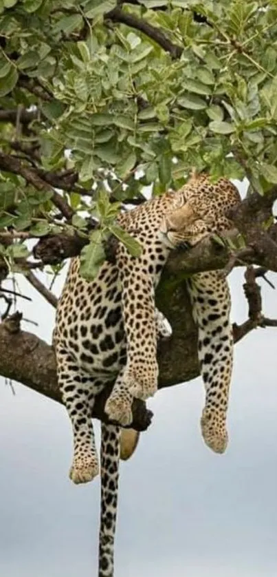 Leopard peacefully sleeping on a branch in a vibrant green tree.