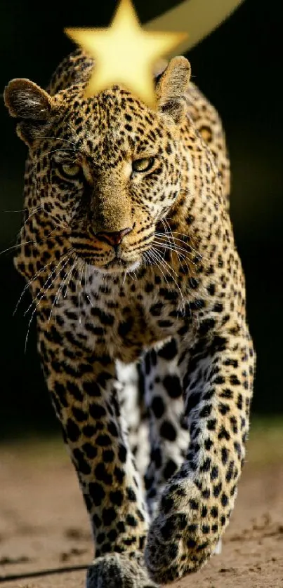 Leopard confidently walking under a starry sky.