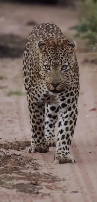 Leopard on a sandy path with greenery.