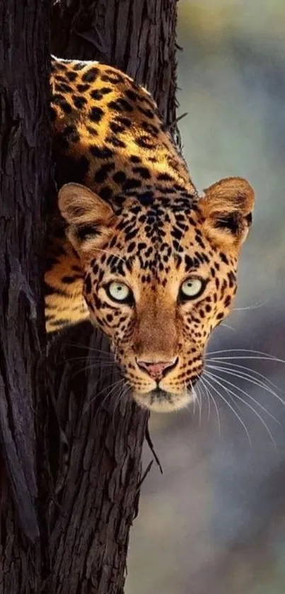 Leopard stealthily peeks from a tree in a vibrant natural setting wallpaper.