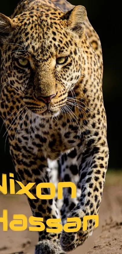 Majestic leopard mobile wallpaper with intense gaze in the wild.