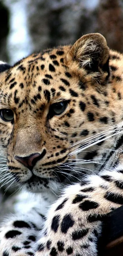 Close-up of a leopard resting on a branch, showcasing its spotted fur.