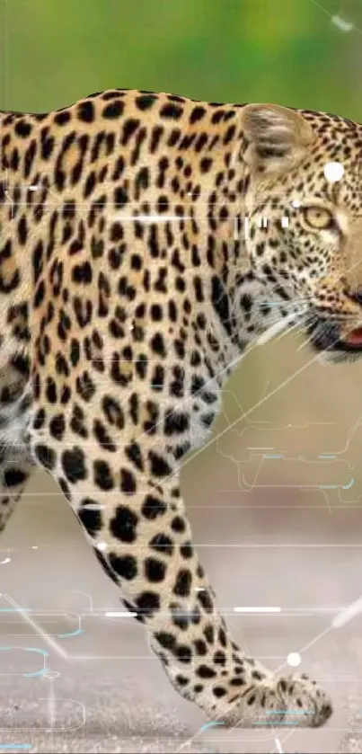 Leopard with digital pattern on mobile wallpaper.