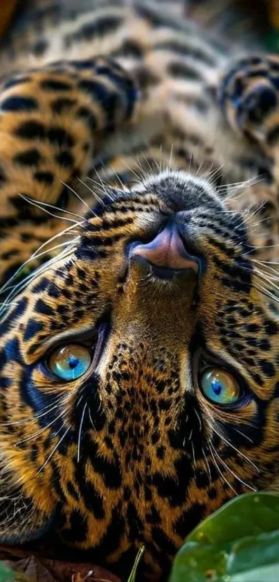 Leopard with striking blue eyes on leafy background.