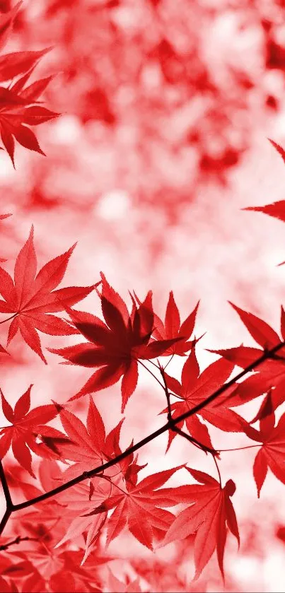 Light Leaf Botany Live Wallpaper